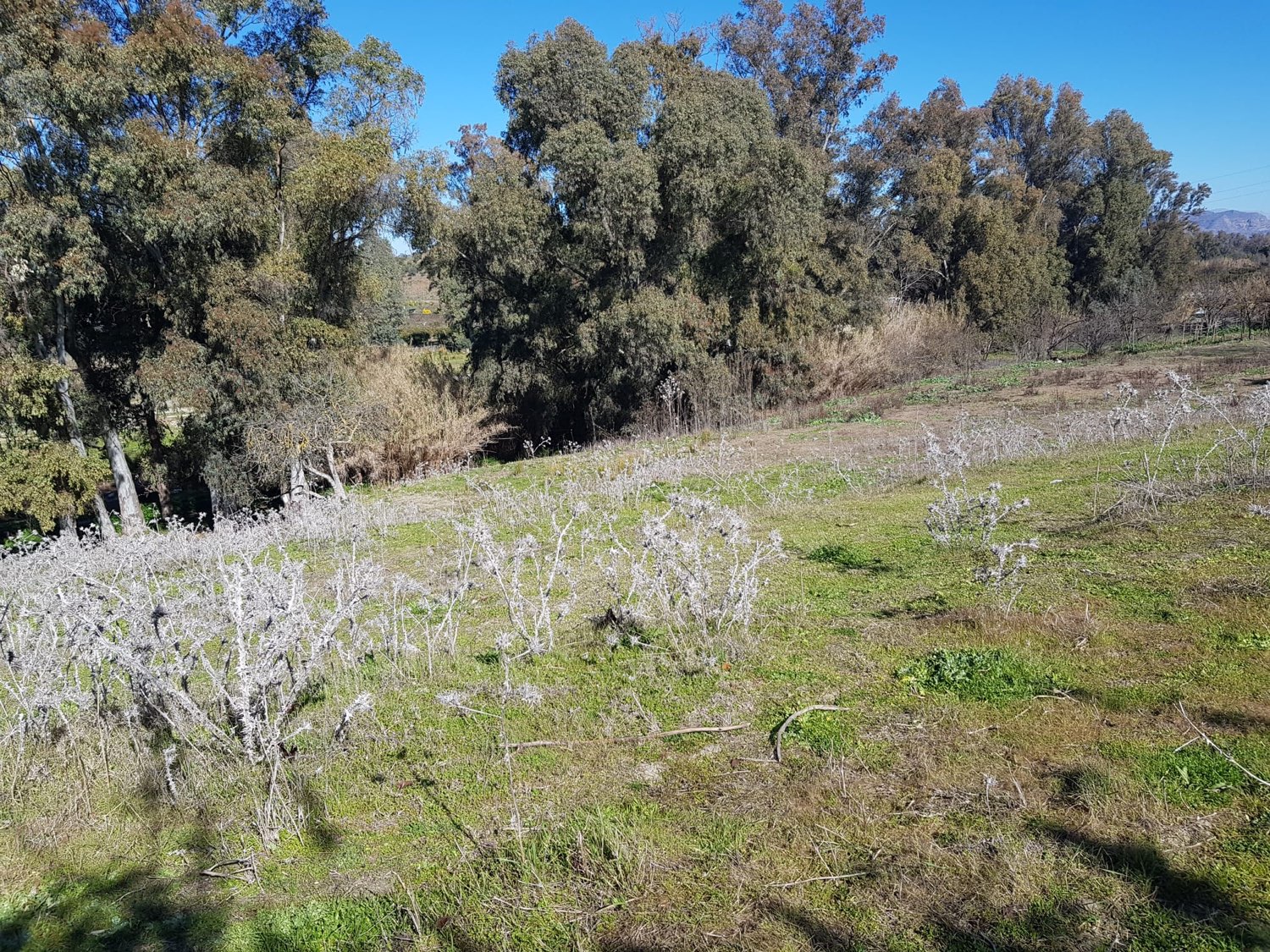 Parcelle en vente à Coín