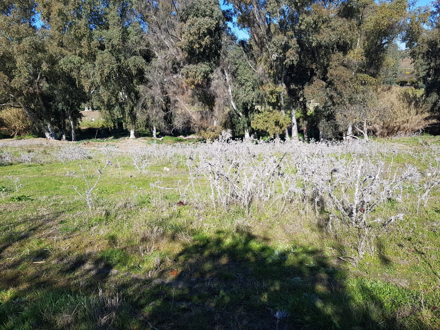 Parcelle en vente à Coín